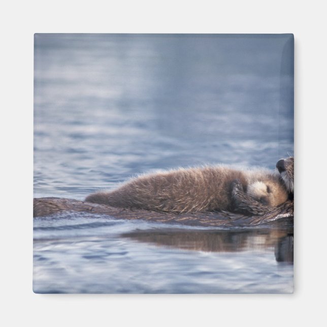 Imán nutria marina, Enhydra lutris lutris (Frente)