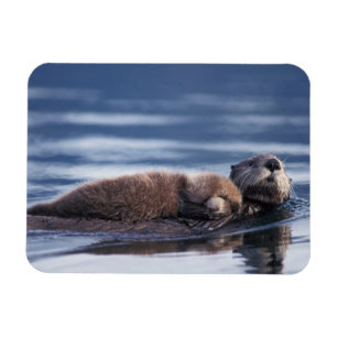 Imán nutria marina, Enhydra lutris lutris