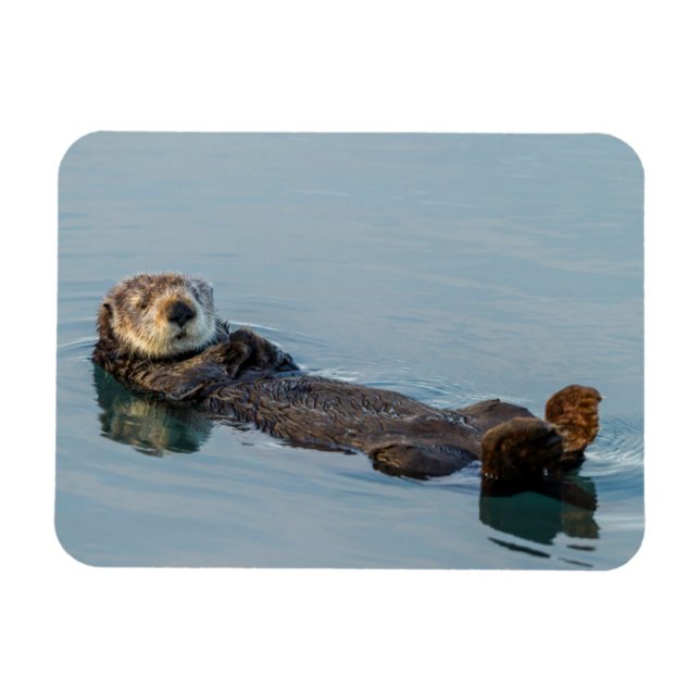 Imán Nutria marina flotando de espaldas en el océano (Horizontal)