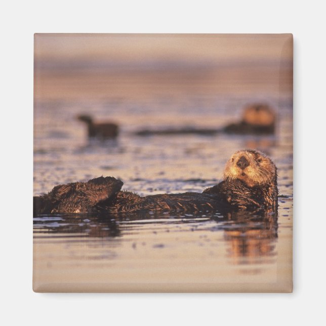 Imán Nutrias marinas, Enhydra lutris 3 (Frente)