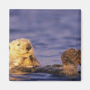 Imán Nutrias marinas, Enhydra lutris 4