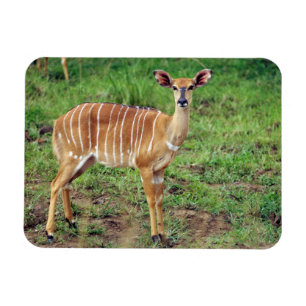 Imán Nyala hembra, Reserva de caza Hluhluwe-Umfolozi
