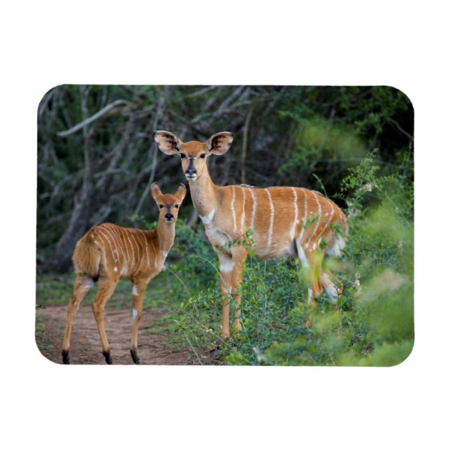 Imán Nyala (Tragelaphus Angazii) con cría, Ndumo (Horizontal)