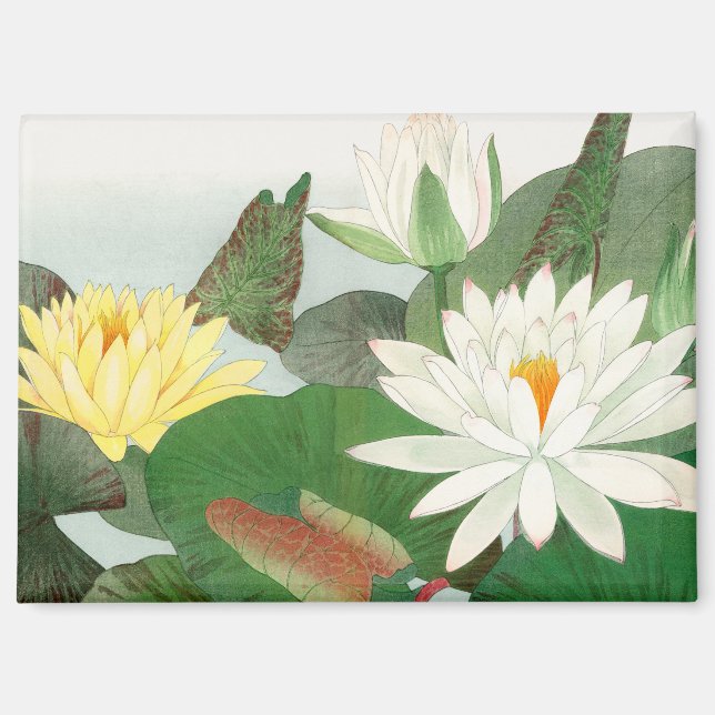 Imán Nymphaea lotus, grabado en madera japonés, 1917 (Anverso)