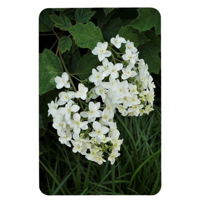 Imán Oakleaf Hydrangea (Vertical)