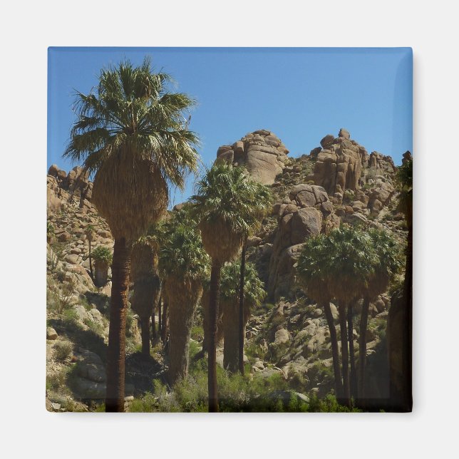 Imán Oasis de palmas perdidas en el Parque Nacional del (Frente)
