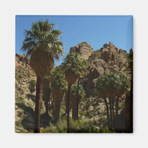 Imán Oasis Lost Palms I en el Parque Nacional Joshua Tr