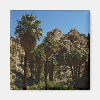 Imán Oasis Lost Palms I en el Parque Nacional Joshua Tr