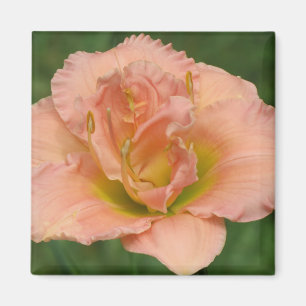 Imán Obra clásica doble de Siloam - Daylily
