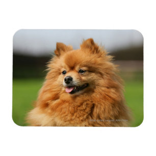 Imán Observación de Pomeranian