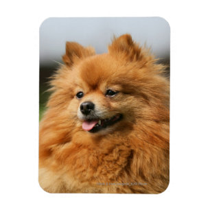 Imán Observación de Pomeranian
