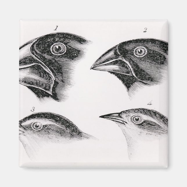 Imán Observaciones de aves de Darwin (Frente)