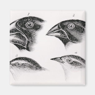 Imán Observaciones del pájaro de Darwin