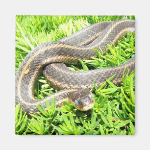 Imán observado azul del ~ de la serpiente