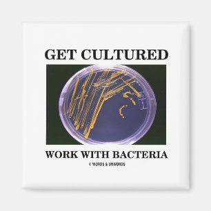 Imán Obtén Trabajo Culturado Con Bacterias (Placa Agar)