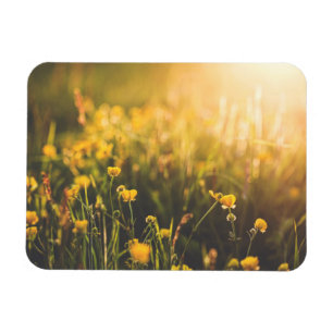 Imán Ocaso del ranúnculo