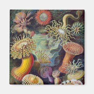 Imán Océano marino Anemone Científico