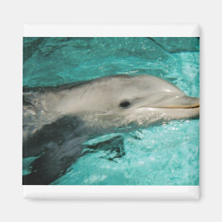 Imán Océano marino azul Dophin