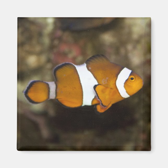 Imán Ocellaris Clowfish (Frente)