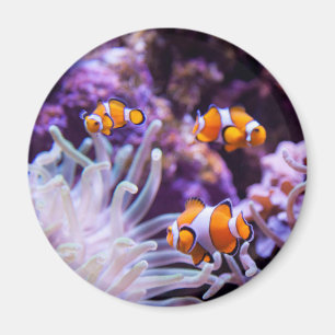Imán Ocellaris Clowfish   Amphiprion Ocellaris