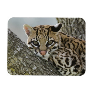 Imán Ocelote, Felis pardalis, cautivo, hembra descansan