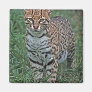 Imán OCELOTE (Leopardus pardalis) AMÉRICA CENTRAL