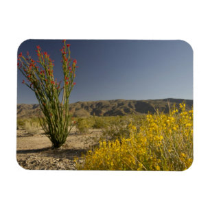 Imán Ocotillo y senna desierta