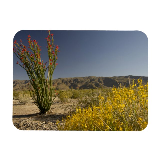 Imán Ocotillo y senna desierta (Horizontal)
