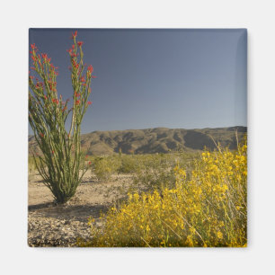 Imán Ocotillo y senna desierta