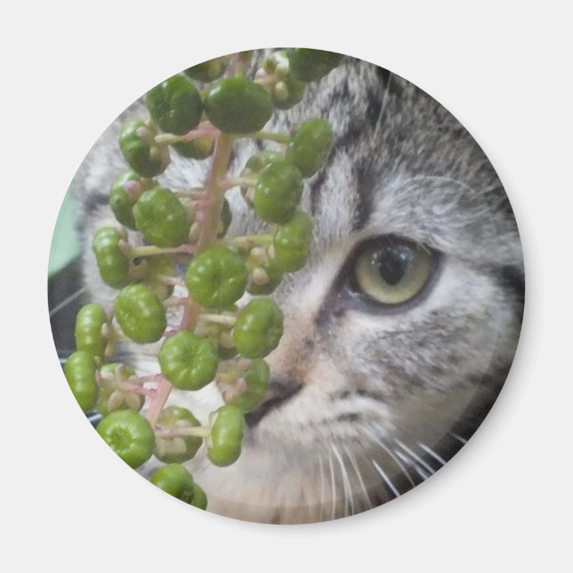 Imán Ocultando gatito (Frente)