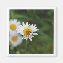 Imán Ocultar y buscar