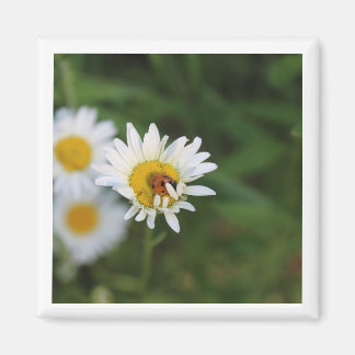 Imán Ocultar y buscar