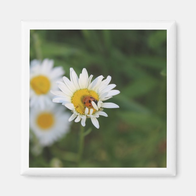 Imán Ocultar y buscar (Frente)