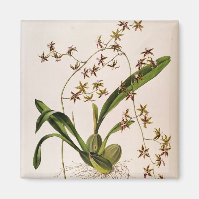 Imán Odontoglossum Hastatum (Frente)