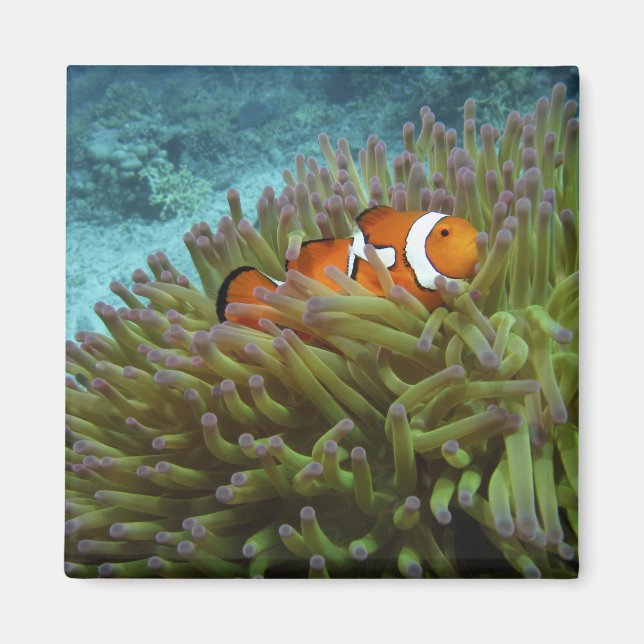 Imán Oeste Clownfish ( Anphiprion ocellaris ) (Frente)