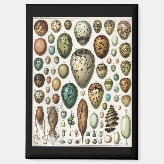 Imán Oeufs - Adolphe Philippe Millot