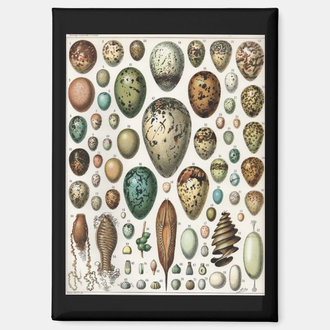 Imán Oeufs - Adolphe Philippe Millot (Anverso)