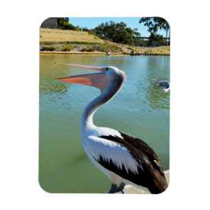 Imán Oh, Soy Un Feliz Pelican Tra Lah, Magnet