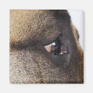 Imán Ojo de great dane