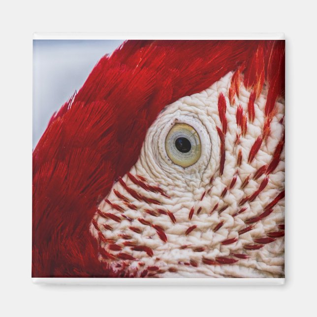 Imán Ojo de loro (Frente)