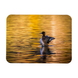 Imán Ojo dorado en un lago dorado