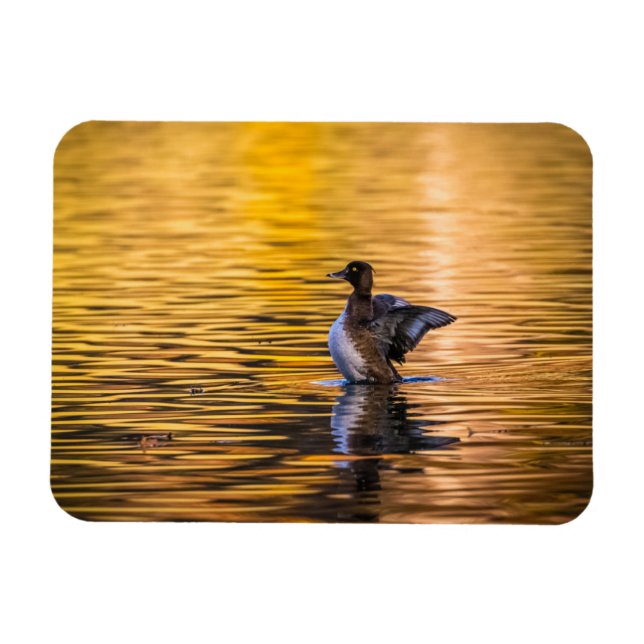 Imán Ojo dorado en un lago dorado (Horizontal)