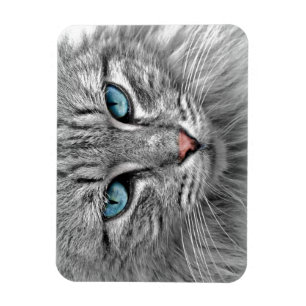 Imán Ojos azul brillante   Monocromo   Retrato de gato