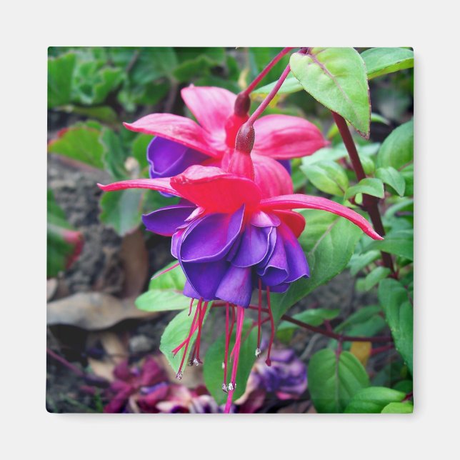 Imán 'Ojos azules' de Fuchsia (Frente)
