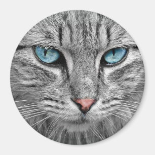 Imán Ojos azules de gato