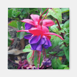 Imán 'Ojos azules fucsias