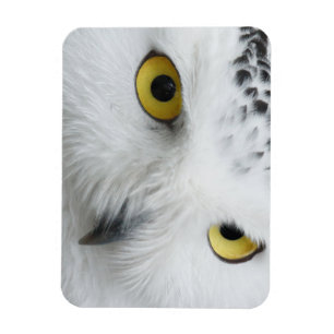 Imán Ojos de búho de nieve