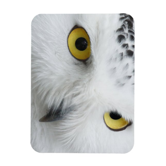 Imán Ojos de búho de nieve (Vertical)