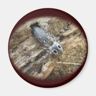 Imán Ojos Orientales Elater Click Beetle - Alaus oculat