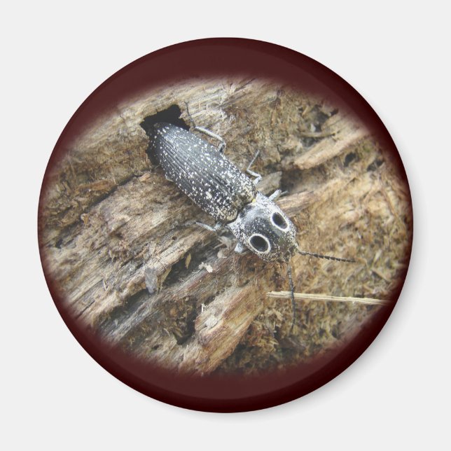 Imán Ojos Orientales Elater Click Beetle - Alaus oculat (Frente)